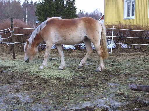 nebellapril06007.jpg