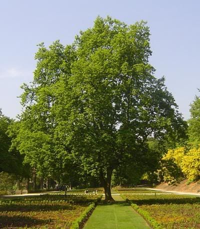 Oak_tree.jpg image by rjbroer