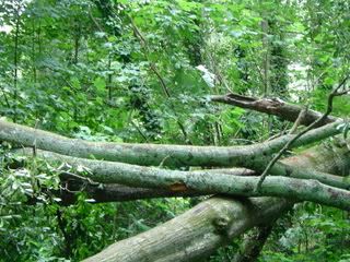 tree pile
