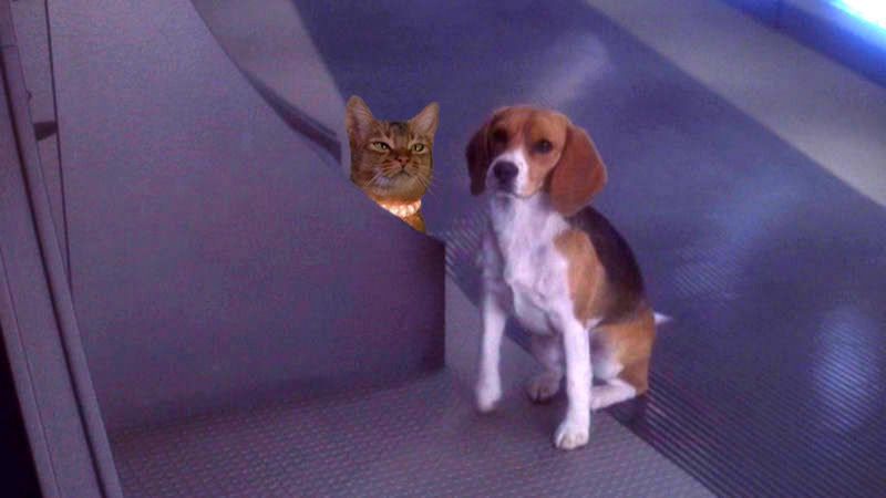 SpacePets001.jpg