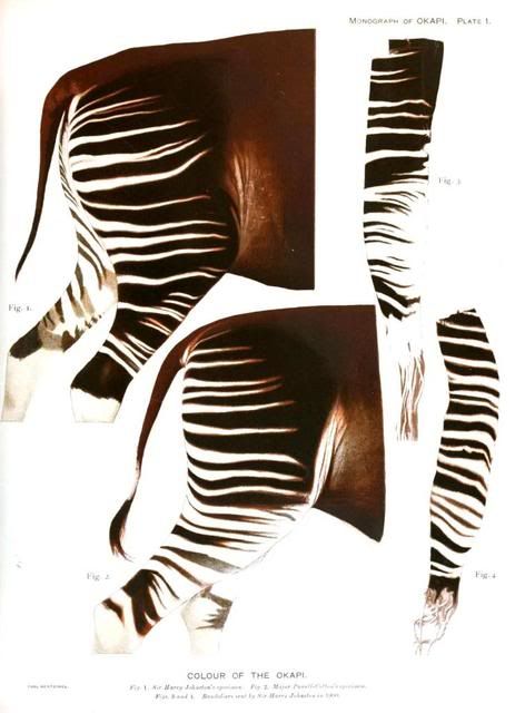 Animal-Photo-Okapi-hind-quarter.jpg
