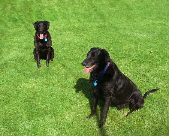 Max and Mariah practicing 'stay'