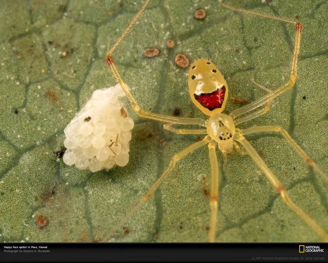 HAWAIIAN HAPPY FACE SPIDER