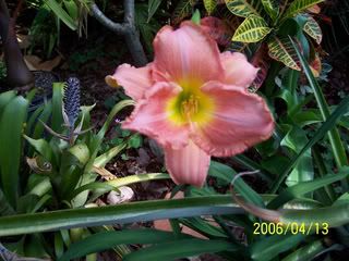daylily.jpg
