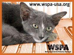 WSPA Cat Banner