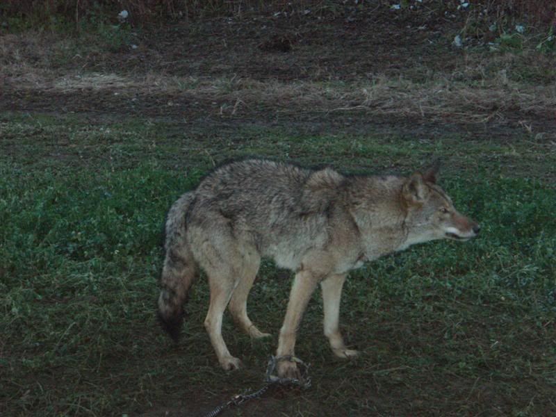 Sterling Traps NY Trappers Forum