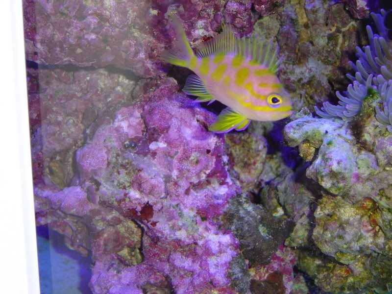 Holanthias borbonius aka Blotchy anthias