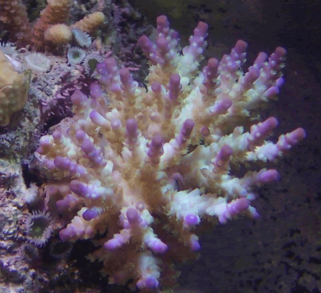 purpletippedcoral.gif
