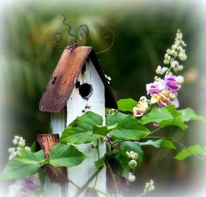  photo Birdhouse_zps46775a71.jpg