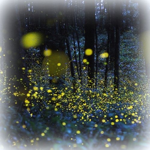  photo Fireflies_zpsfd14dcc7.jpg