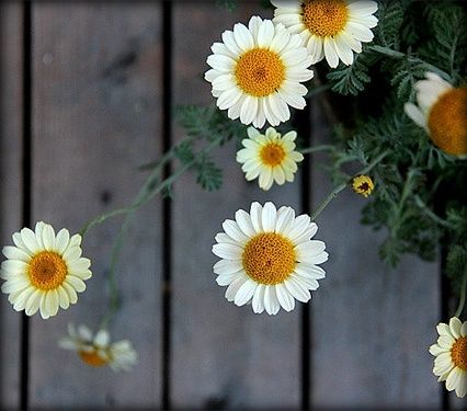  photo daisies_zpsc008ed5f.jpg