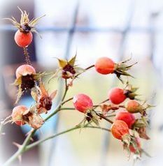  photo rosehips_zpsd1d3d908.jpg