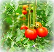  photo tomatoesinthegarden_zpsb8eeceac.jpg