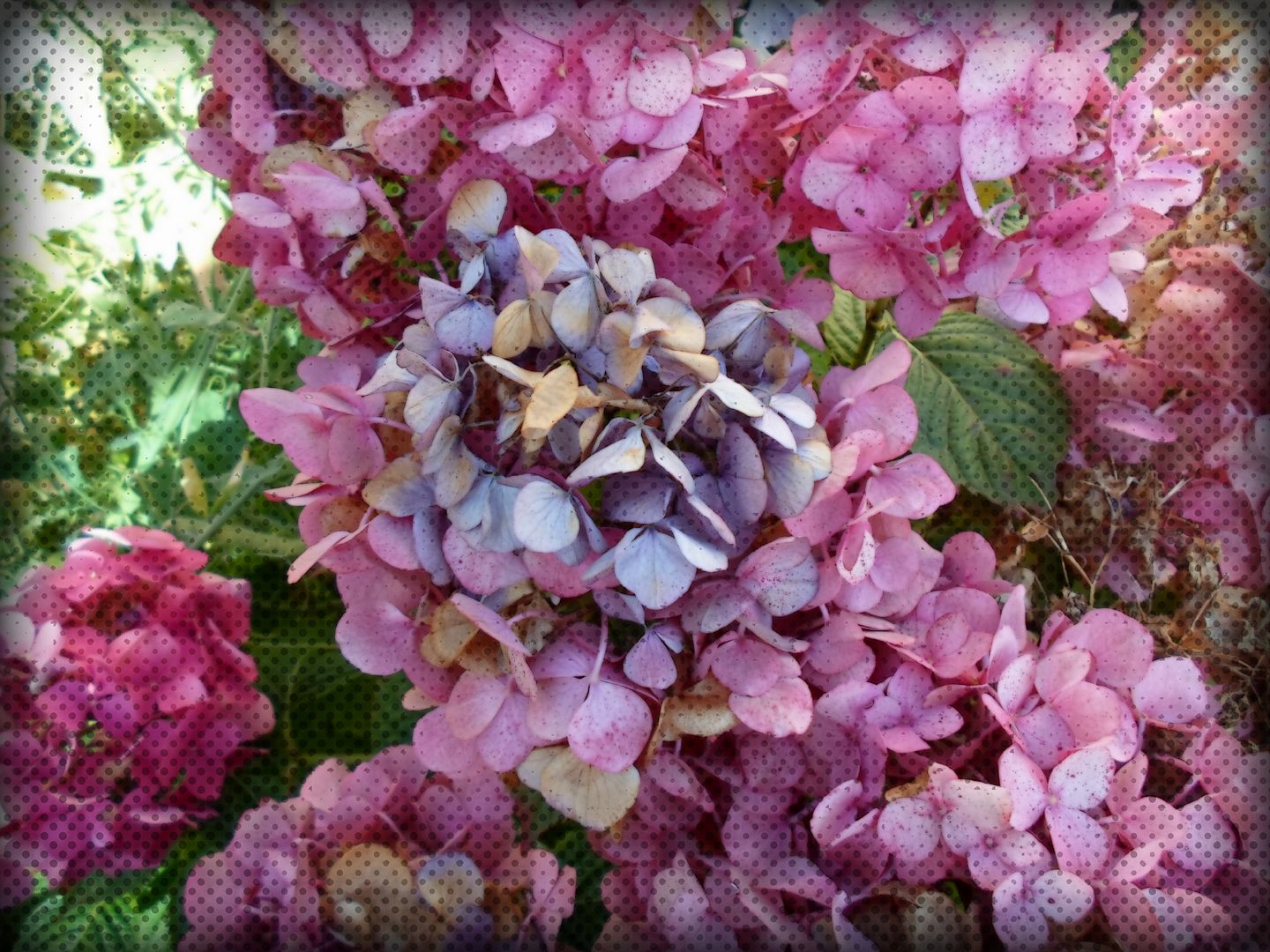 more autumn hydrangea photo SAM_1122.jpg