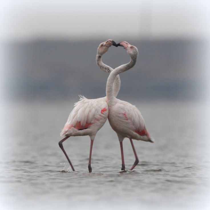  photo flamingo_zps60381832.jpg