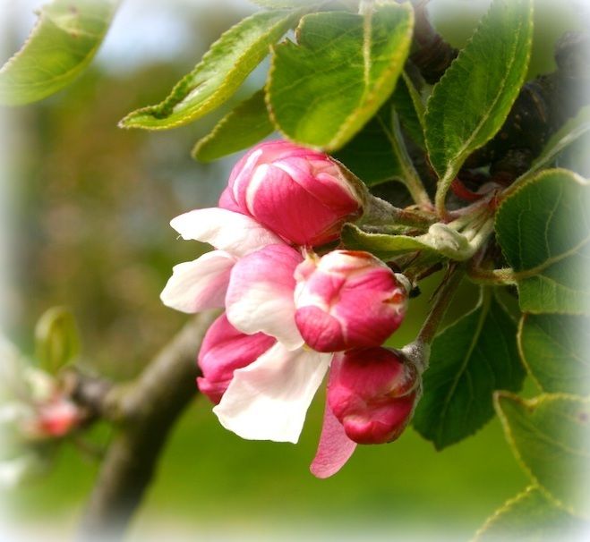  photo Apple Blossom Time_zpsrueisslz.jpg