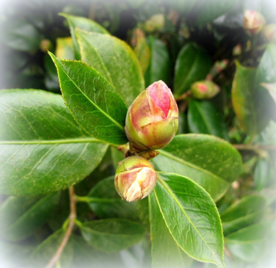  photo Ccamellia-buds_zps3n1plxtg.jpg