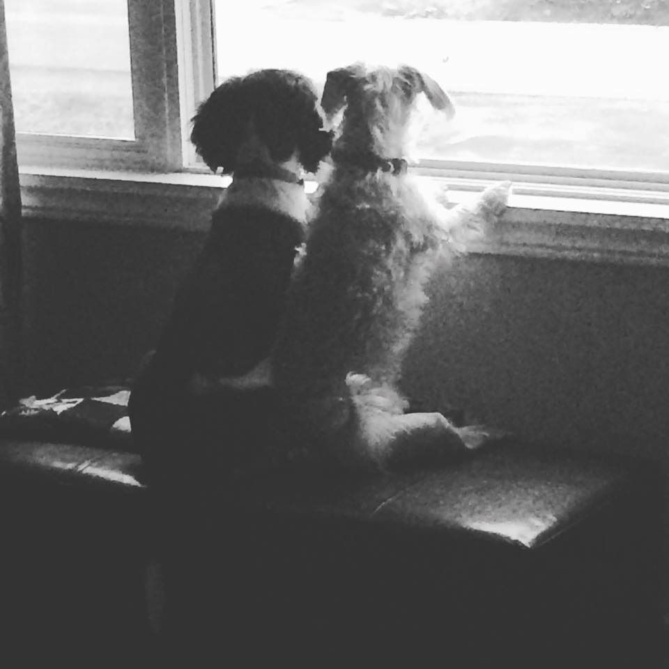  photo Lucy and Bax waiting for Bruce to come home_zps0vxjgrqc.jpg