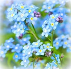  photo forgetmenot_zps5acc01c3.jpg