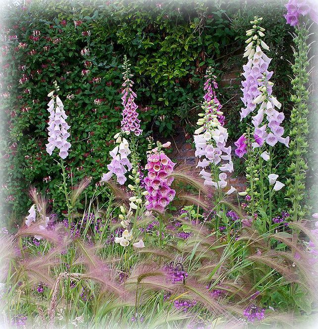  photo foxgloves_zpspzlb7hhj.jpg