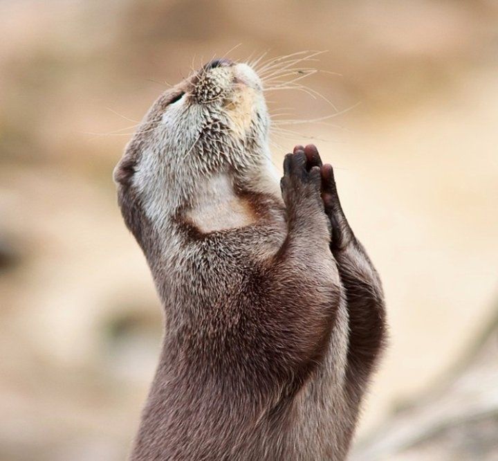  photo praying-gopher1_zpsgkrhvxoz.jpg