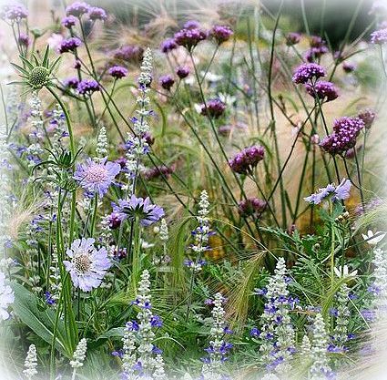  photo wildflowers_zpsshgnbxpj.jpg