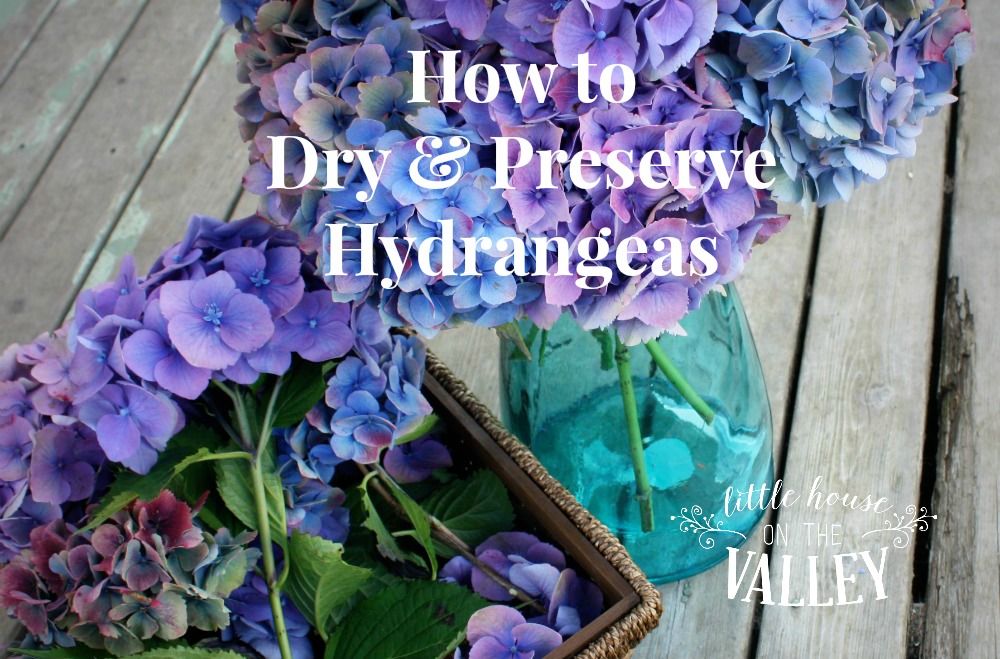  photo how-to-dry-and-preserve-hydrangeas_zpsyslmyzru.jpg