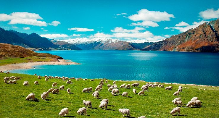  photo 2_sheep_new_zealand_zpsmb1aivan.jpg