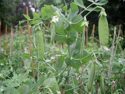  photo Garden-peas.jpg