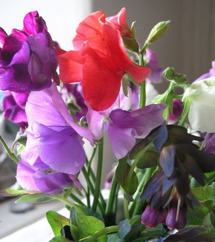  photo SWEETPEAS.jpg