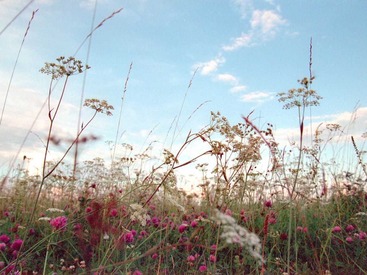  photo field-grass-clover-sky.jpg