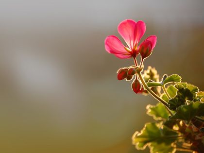  photo wallpaper_flower_in_morning_sun_small.jpg