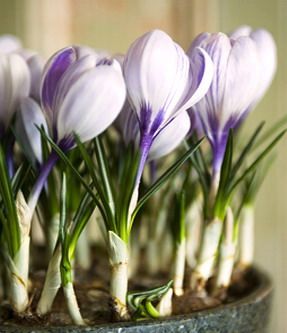  photo CrocusKingoftheStriped2a.jpg