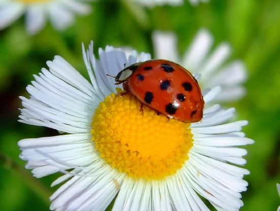  photo lady-bug.jpg