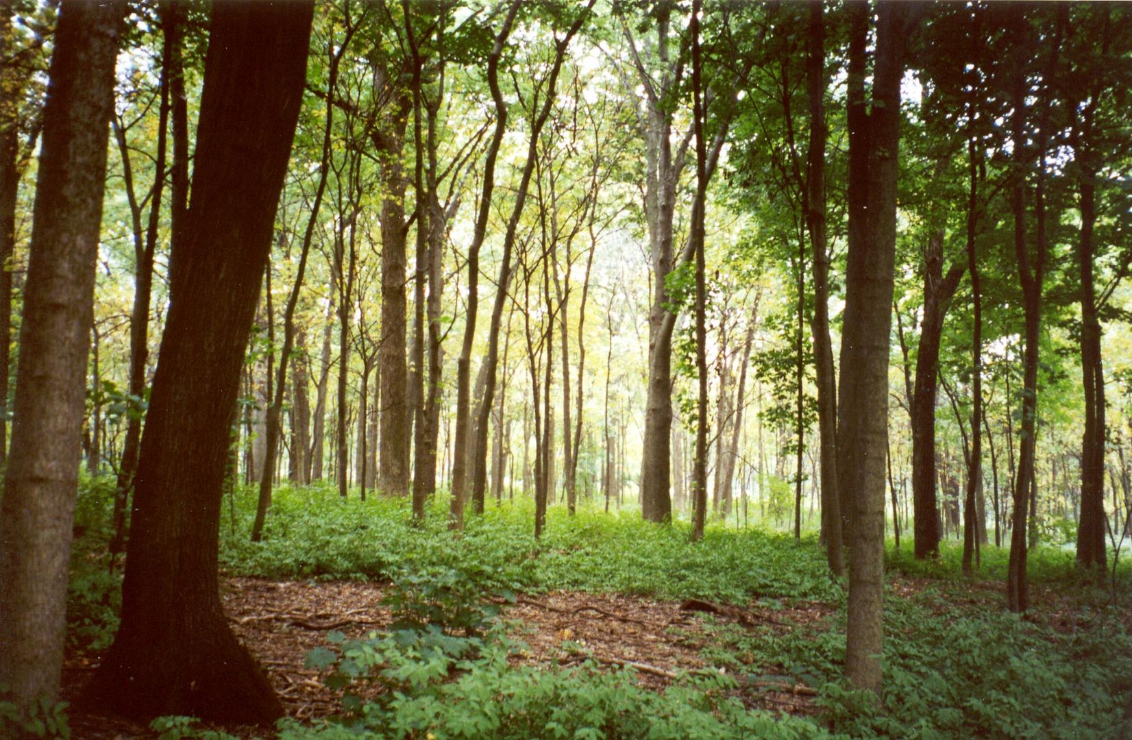  photo Morton_Arboretum_woodland.jpg