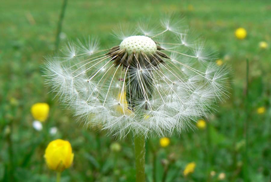  photo Dandelion1.jpg