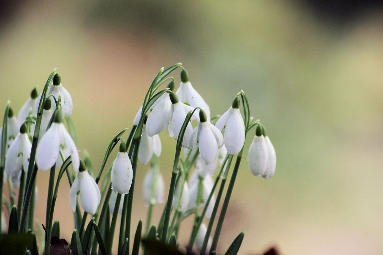  photo PICT1111_Snow-Drops_I-1.jpg