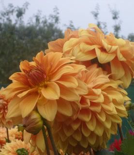  photo orangedahlia.jpg