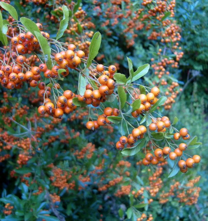  photo redberries2.jpg