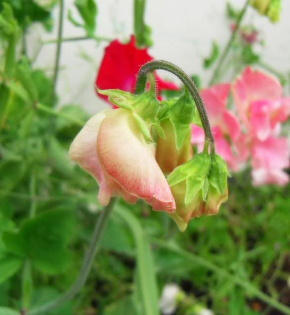  photo sweetpeas3.jpg