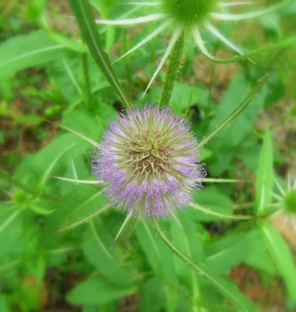  photo teasel3.jpg