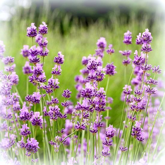  photo lavender_zpsbda133cc.jpg