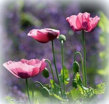  photo poppies_zpse909ea4b.jpg