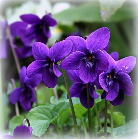  photo wild violets_zpsx7hmh18r.jpg