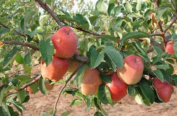 Crates Of Apples