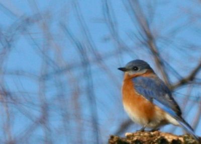  photo cccbc-eastern-bluebird.jpg