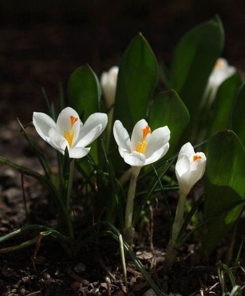  photo crocus-white-2007.jpg