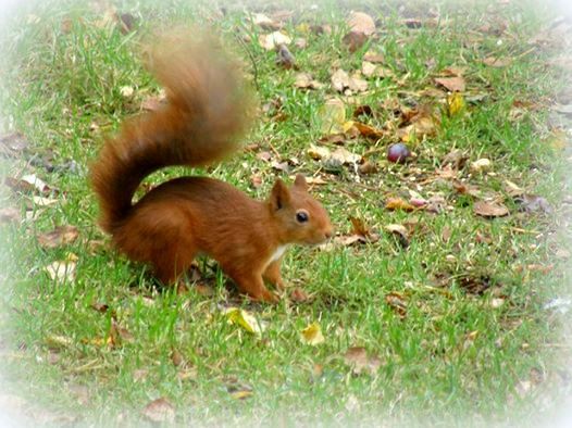  photo red quirrels_zpsiblqvic3.jpg