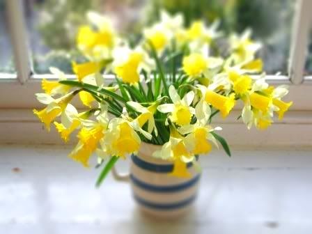  photo daffodils_jug-tiltshift-1.jpg