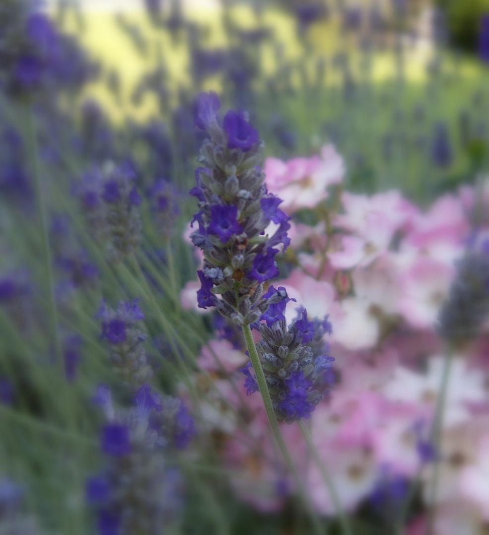  photo lavenderpinks-1.jpg